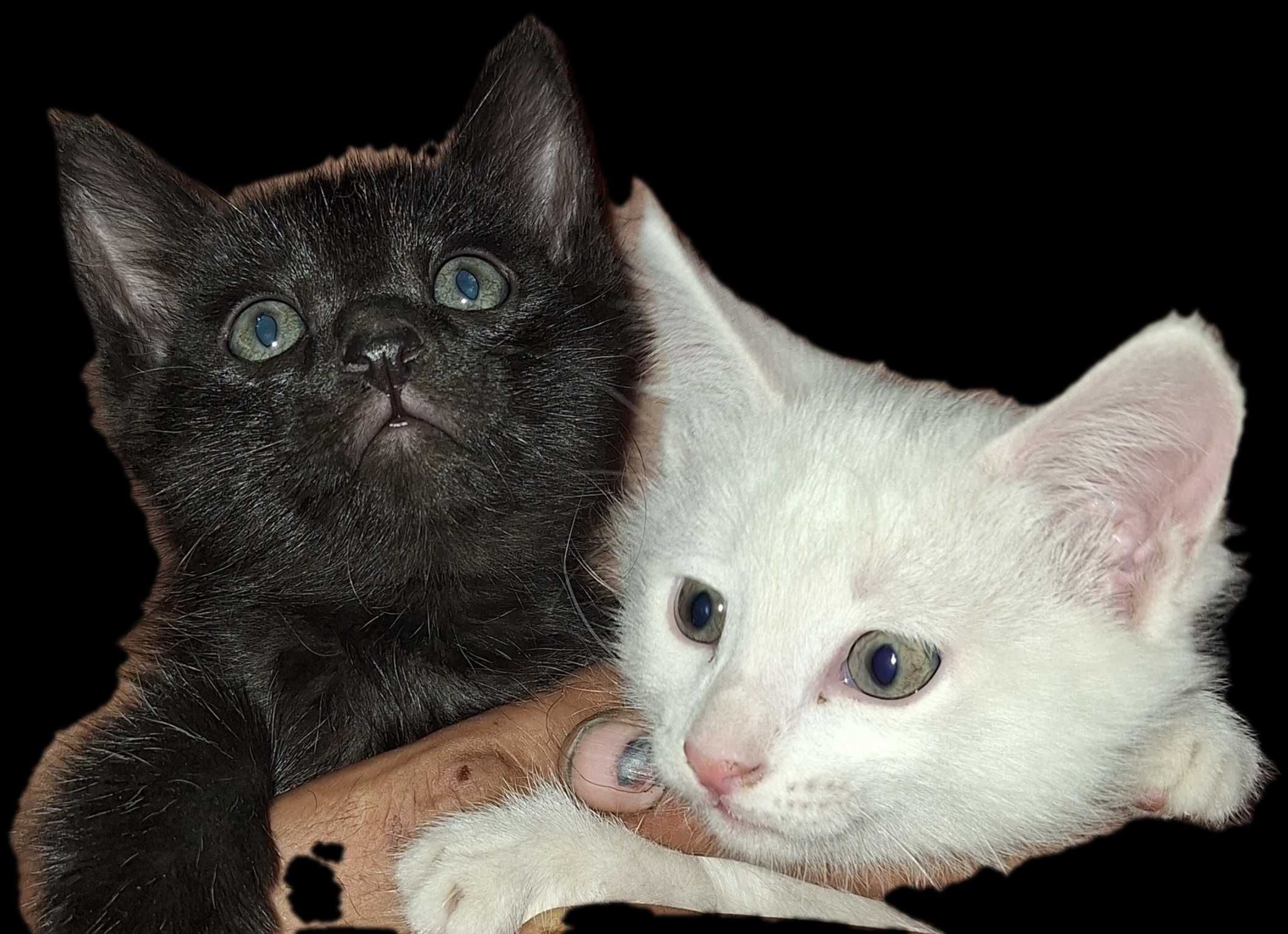 Отдам котят в добрые руки
