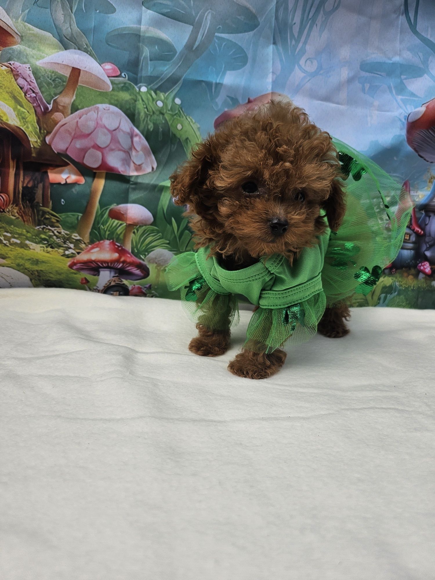 Резервирано !Пудел тийкъп момиче/Toy Poodle/Родословие