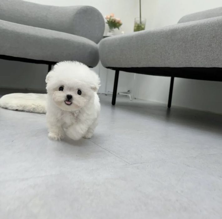 Bichon Maltez Mini toy