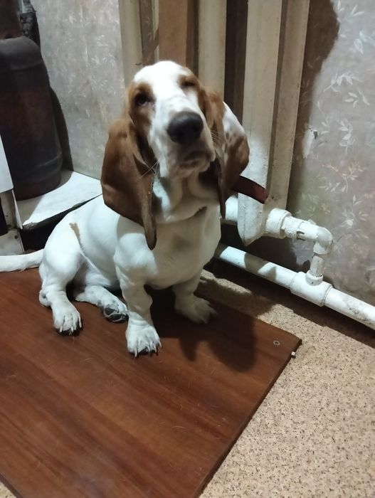 Продам щенка басетхаунд 8 месяцев