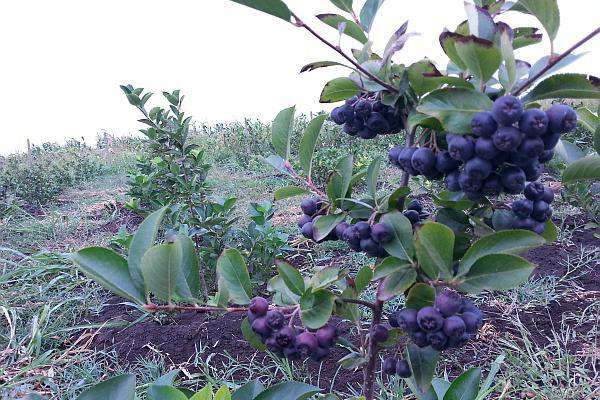 Seminte cu factura,Paulownia,Goji ,Aronia ,Merisor skisandra/#\