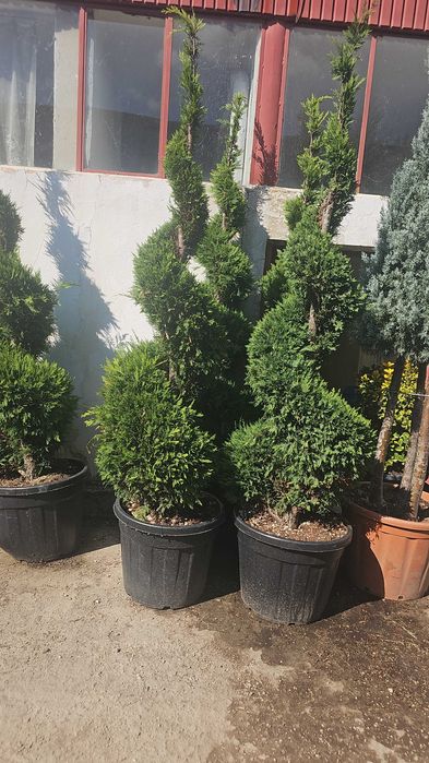 Amenajari spații verzi cu diferit speci de plante ornamentale