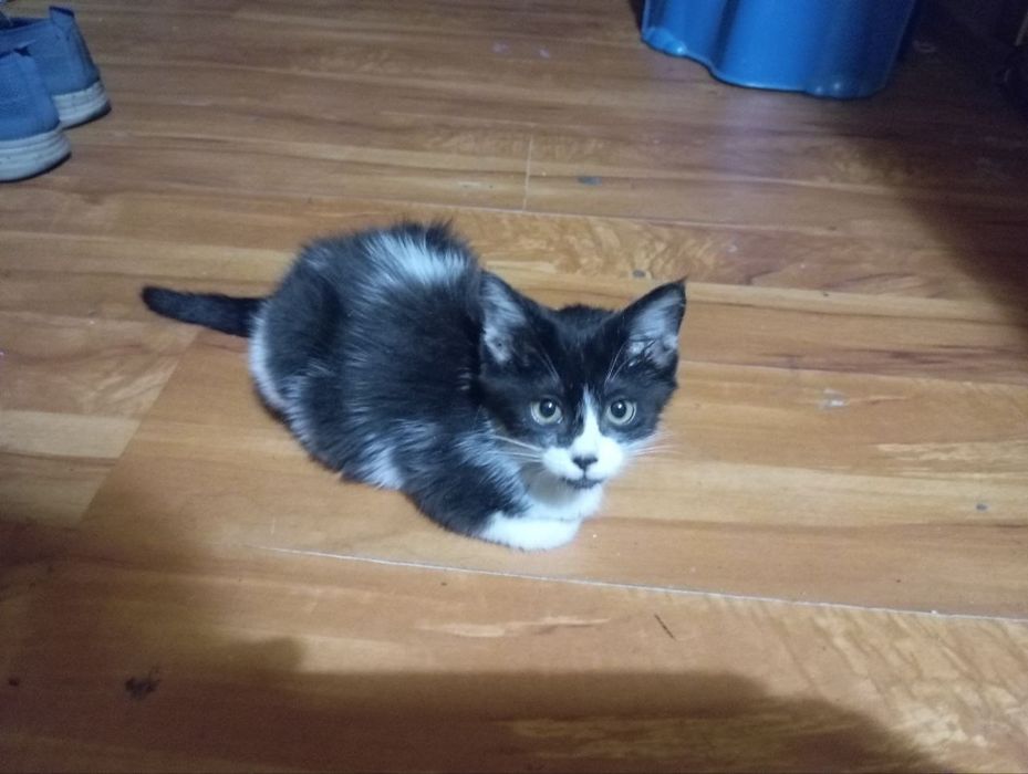 Котенок в хорошие руки