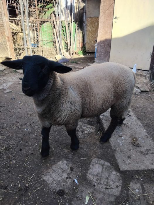 De vânzare berbec monta