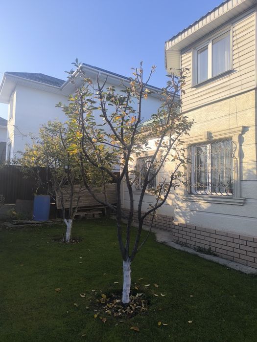 Обрезка деревьев