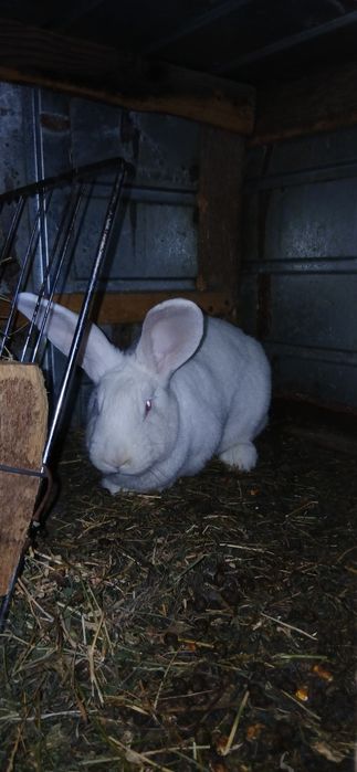 Vand 2 femele 100 lei bucata