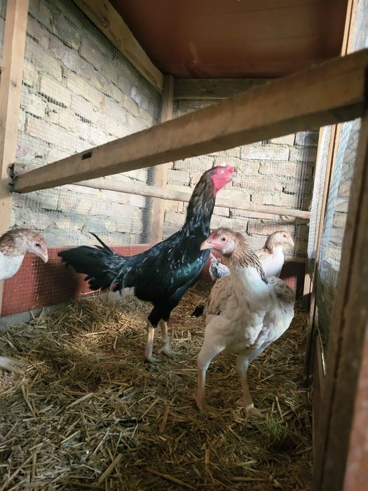 Срочно продаётся хорошие здоровье куры