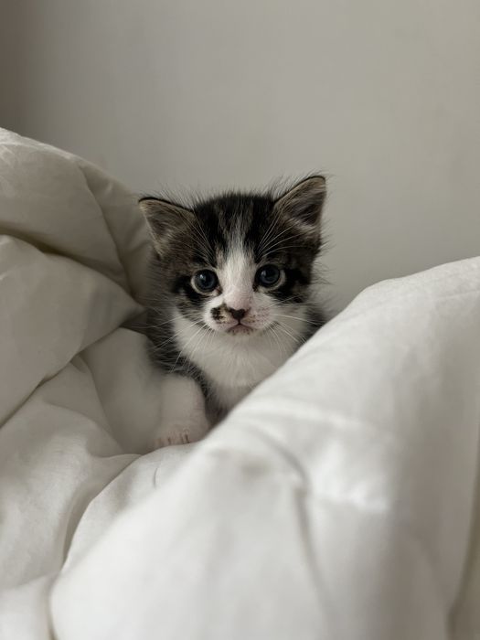 Котенок есть и самка и самец