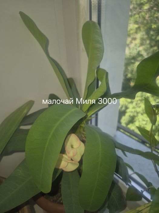 Комнатные растения