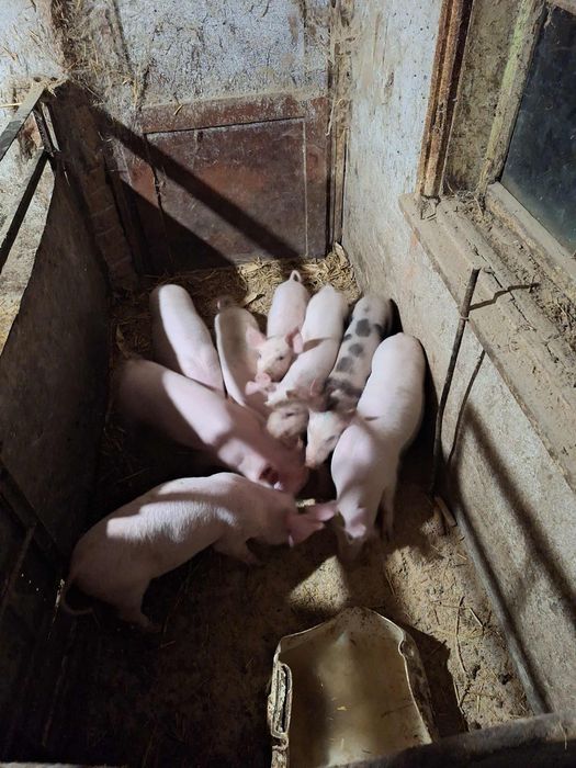 Малки прасета на 50 дни отбити