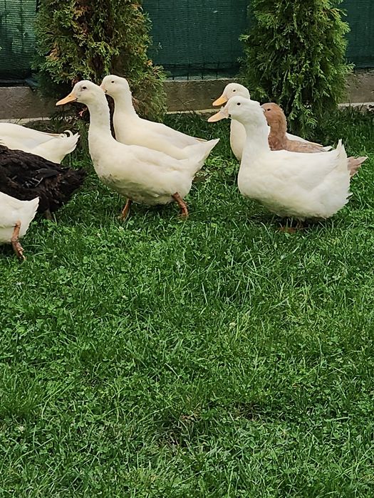 Rate pentru carne sau reproducere