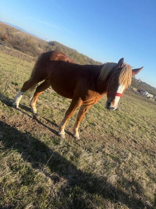 Mânz de vânzare,1 an