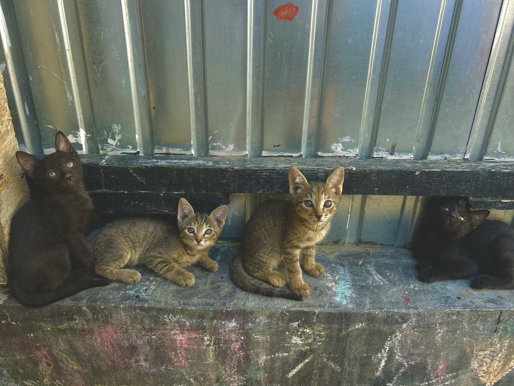 Котята в добрые руки