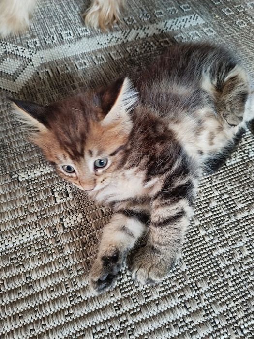 Продаются котята Мэйн куны