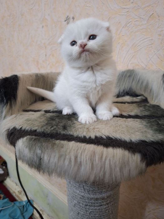 Скоттиш фолд киз бола