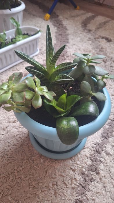 Комнатные цветы. Композиции. Обмен на аквариум от 25 л с крышкой.