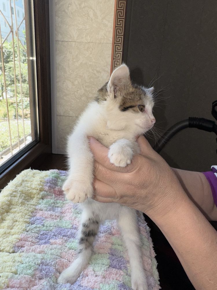 Котята в хорошие руки (срочно)