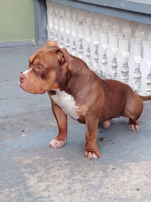 American bully top exemplar superb