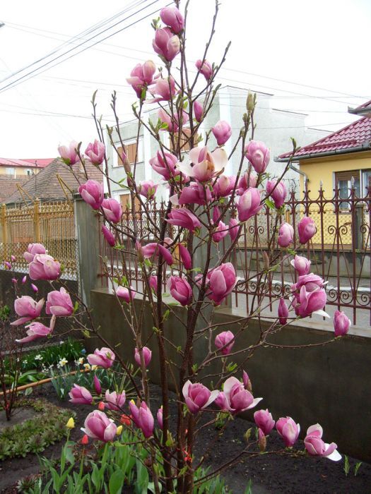 Magnolia copac 2m - 4m / soulangeana, genie, kobus. Magnolia tufa