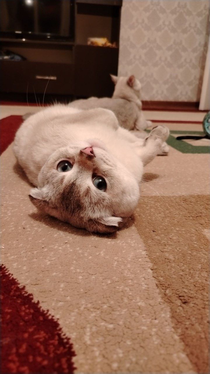 Серебристый ШИНШИЛА