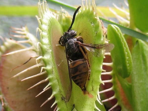 Венерина мухоловка хищно растение - семена и специална тор в кутия