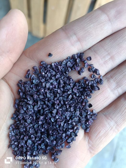 Продам семена лука