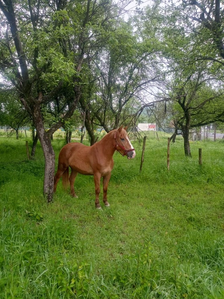 Vând iapa tanara
