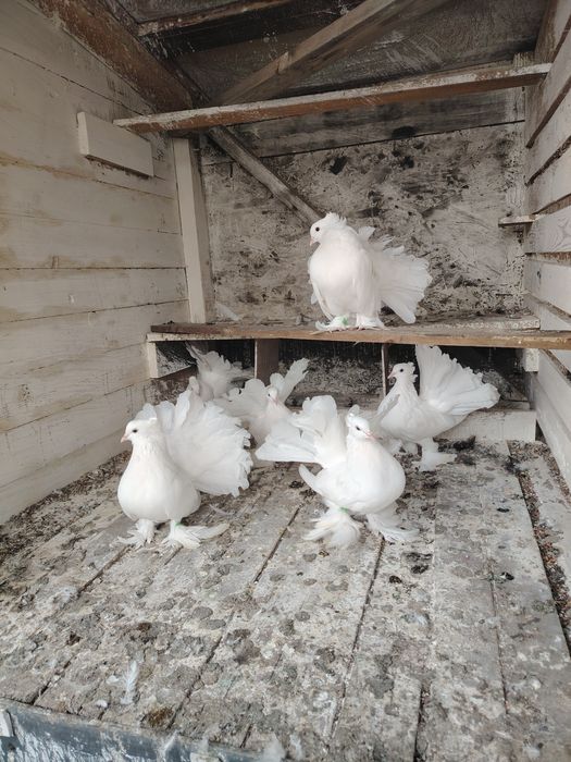 Porumbei voltati indieni