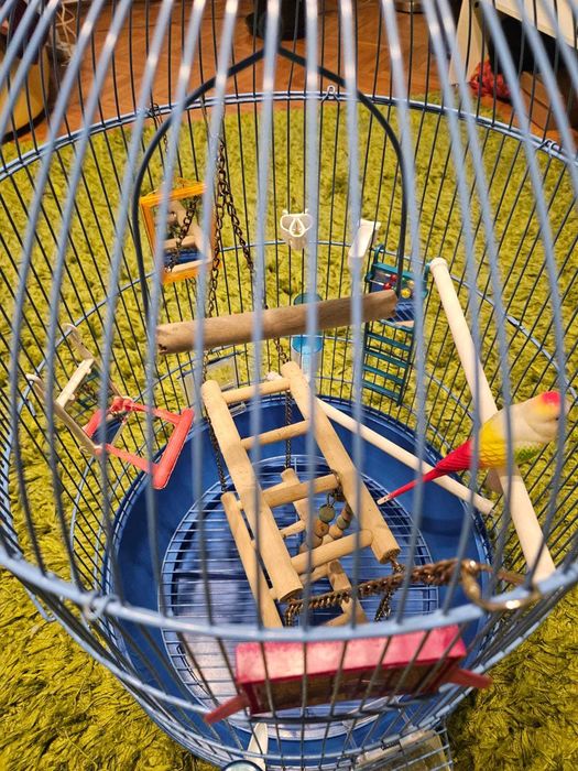 Colivie pentru papagali complet echipata