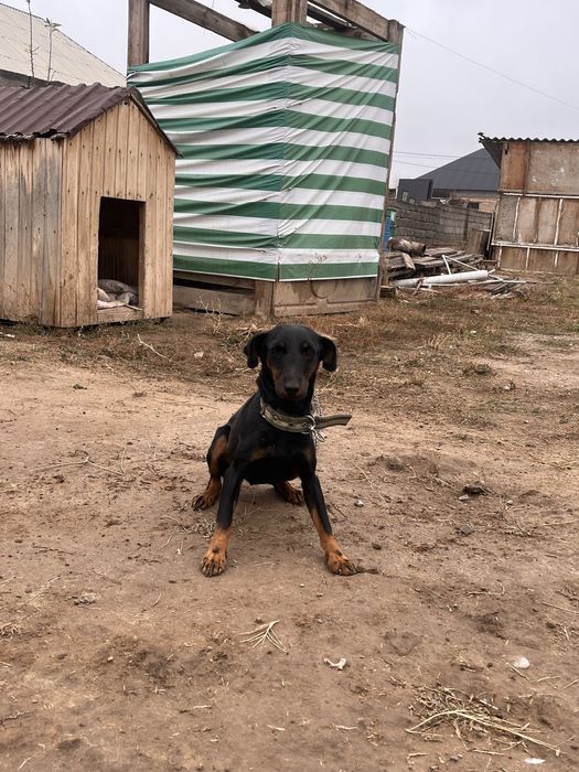 Ягтерьер 1,5 лет продается