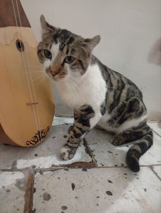 Бенгальский кошка кот мушук