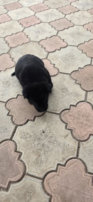 Лабрадор бесплатно