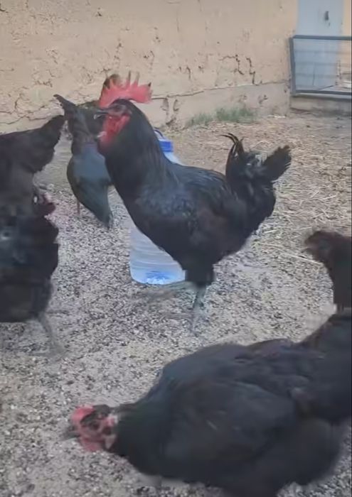 Gigant qora shaxzoda