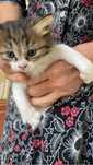 Котята очень игривые