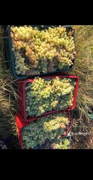 Struguri pentru vin   cu transport gratuit la domiciliul