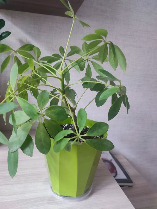 Продам  молодую шефлеру