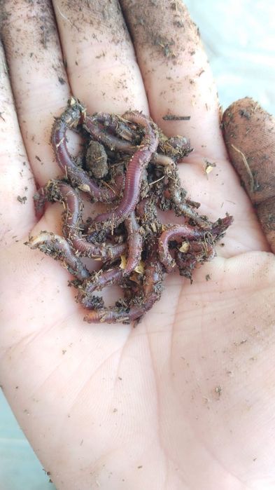 Черви рыбацкие, навозные крупные