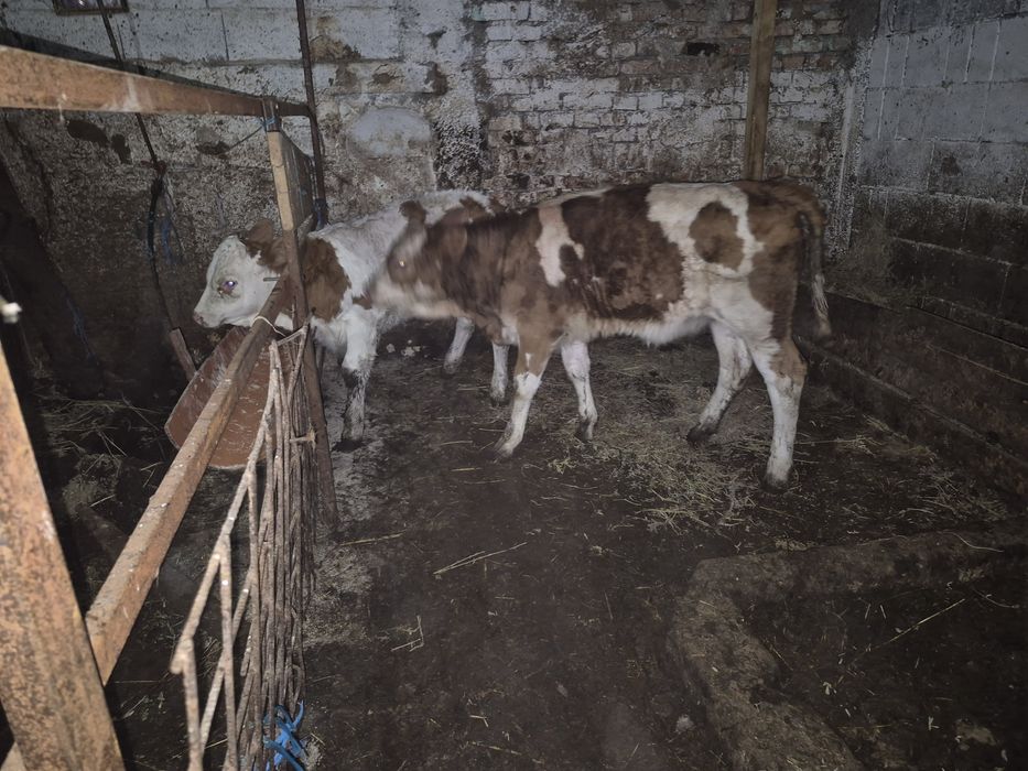 Vand vitele baltate romanesti