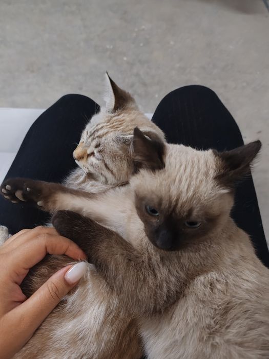 Siamskiy mushuklar sotiladi