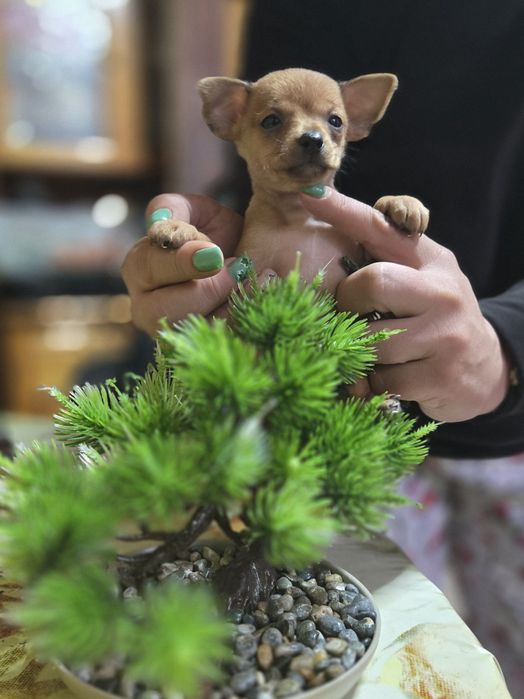 **Мини чихуахуа***