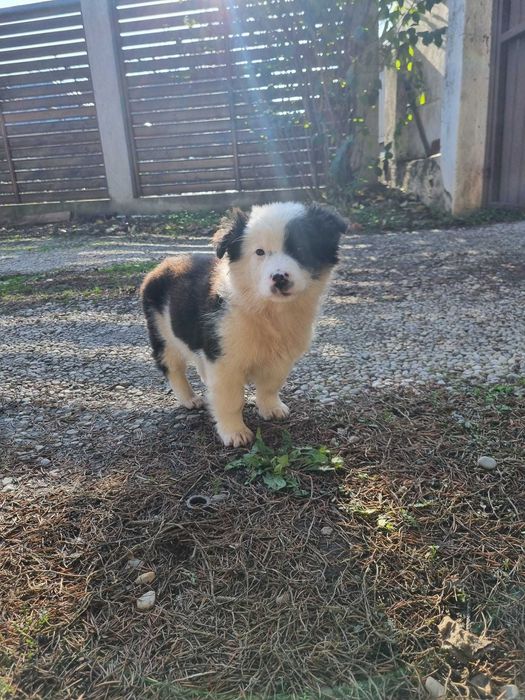 Donez metis Border Collie/Australian Shepherd