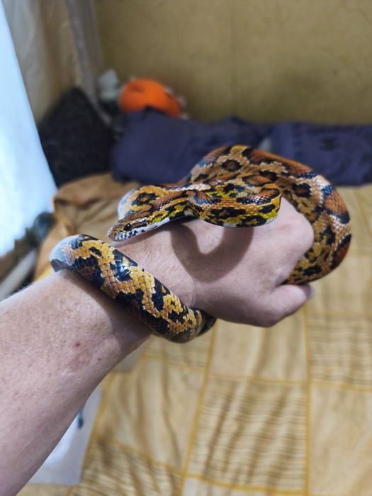 Продам рабочую пару