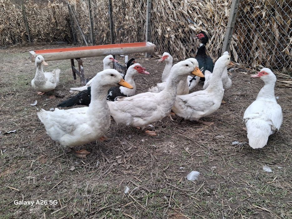 Vând Rațe leșești