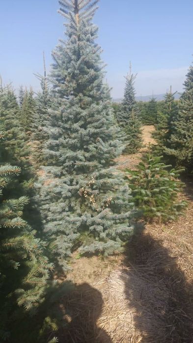 Brazi arginti și verzi