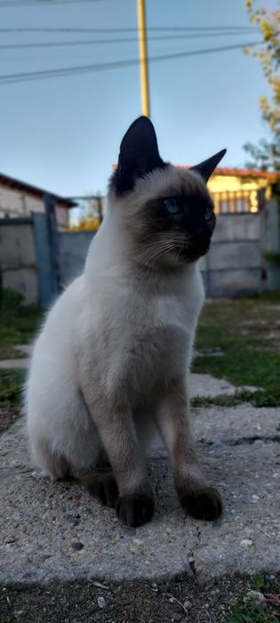 Motan pisica siameza