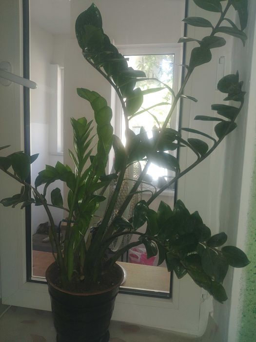 Продам домашний цветок долларовое дерево