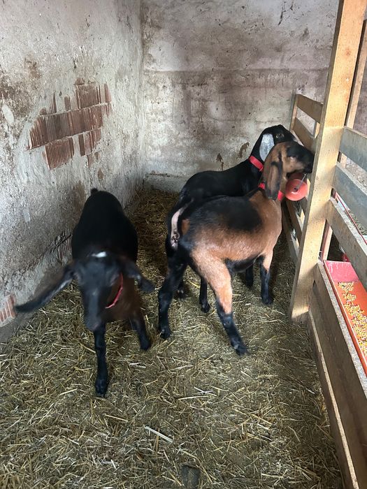 Vând capre Anglo Nubiane