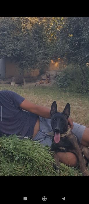 Тозза конли малиня боллари