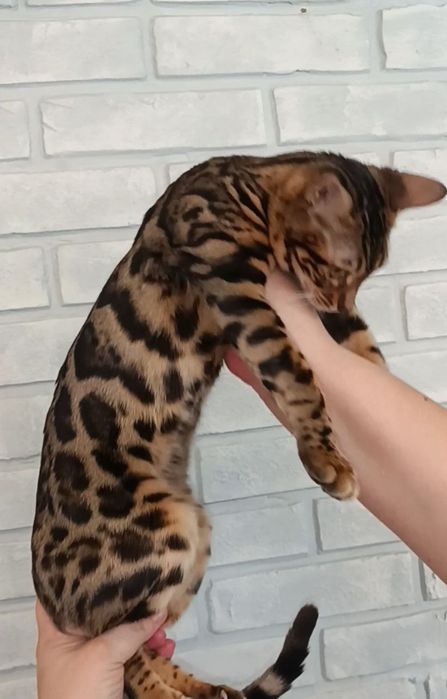 Бенгальские котята