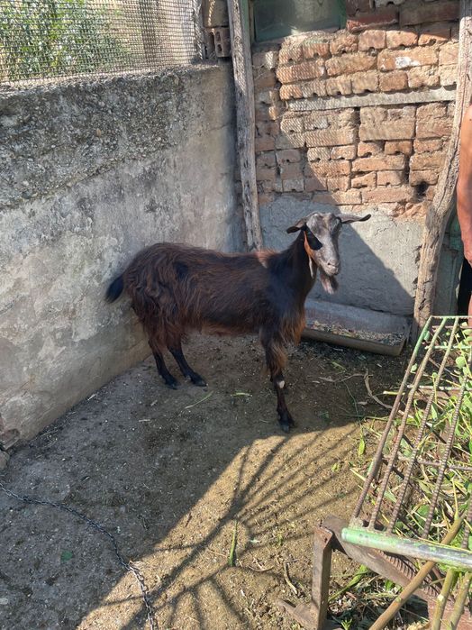 Продавам коза заплодена